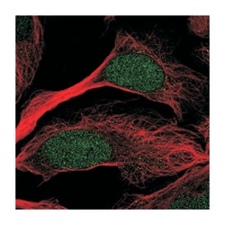 POFUT2 Rabbit anti-Human, Polyclonal Antibody, Abnova 100 &mu;L | Buy Online | Abnova | Fisher Scientific