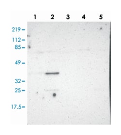 PLSCR4, Rabbit, Polyclonal Antibody, Abnova 100 &mu;L | Buy Online | Abnova Corporation | Fisher Scientific