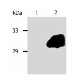SOCS3, Mouse, Clone: SO1, Abnova 100&mu;g; Unlabeled:Antibodies, Monoclonal