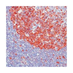 CDC2, Rabbit, Clone: SP80, Abnova 100&mu;L; Unlabeled:Antibodies, Monoclonal