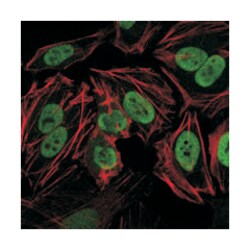 PRKDC, Mouse, Clone: 3H6, Abnova 100&mu;L; Unlabeled:Antibodies, Monoclonal