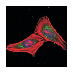 PSMB8, Mouse, Clone: 1A5, Abnova 100&mu;L; Unlabeled:Antibodies, Monoclonal