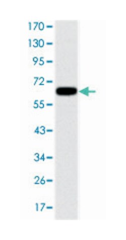PSMB8, Mouse, Clone: 1A5, Abnova 100&mu;L; Unlabeled:Antibodies, Monoclonal