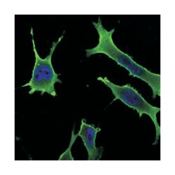 RAB10, Mouse, Clone: 4E2, Abnova 100&mu;L; Unlabeled:Antibodies, Monoclonal