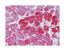 REG1A, Mouse, Clone: 1A4, Abnova 100&mu;L; Unlabeled:Antibodies, Monoclonal