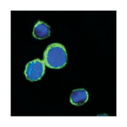 REG1A, Mouse, Clone: 1A4, Abnova 100&mu;L; Unlabeled:Antibodies, Monoclonal