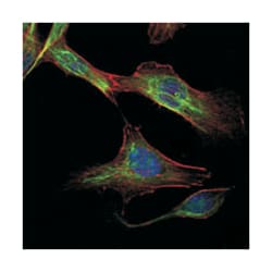 RICTOR, Mouse, Clone: 7B3, Abnova 100&mu;L; Unlabeled:Antibodies, Monoclonal
