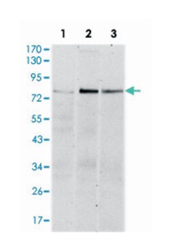 RPS6KA3, Mouse, Clone: 4E10, Abnova 100&mu;L; Unlabeled:Antibodies, Monoclonal