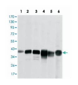 Mouse anti-SMN1, Clone: 5H1, Abnova 100&mu;L:Antibodies, Monoclonal