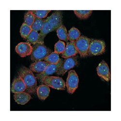 Mouse anti-SMN1, Clone: 5H1, Abnova 100&mu;L:Antibodies, Monoclonal