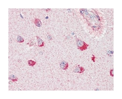SORL1, Mouse, Clone: 3B6B11, Abnova 100&mu;L; Unlabeled:Antibodies, Monoclonal
