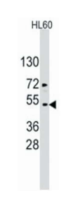 ACTB/ACTC1 Rabbit anti-Human, Polyclonal Antibody, Abnova 400 &mu;L | Buy Online | Abnova Corporation | Fisher Scientific
