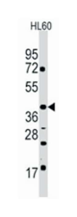 POU5F1 Rabbit anti-Human, Polyclonal Antibody, Abnova 400&mu;L; Unlabeled:Antibodies,
