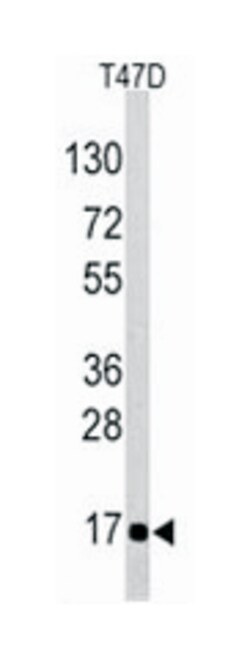 AGR2 Rabbit anti-Human, Polyclonal Antibody, Abnova 400&mu;L; Unlabeled:Antibodies,