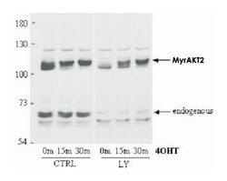 AKT2 Rabbit anti-Human, Mouse, Rat, Polyclonal Antibody, Abnova 100&mu;g;