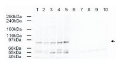 AP2A1 Goat anti-Chicken, Chimpanzee, Dog, Human, Mouse, Orangutan, Rat, Polyclonal Antibody, Abnova 100 &mu;g | Buy Online | Abnova Corporation | Fisher Scientific