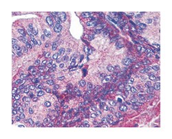 ANAPC1 (phospho S377), Rabbit, Polyclonal Antibody, Abnova 100&mu;g; Unlabeled:Antibodies,