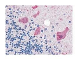 CCNB1 Rabbit anti-Human, Mouse, Rat, Polyclonal Antibody, Abnova 100&mu;L;