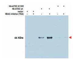 TRIM29 Rabbit anti-Bovine, Chimpanzee, Horse, Human, Macaque, Mouse, Rat,