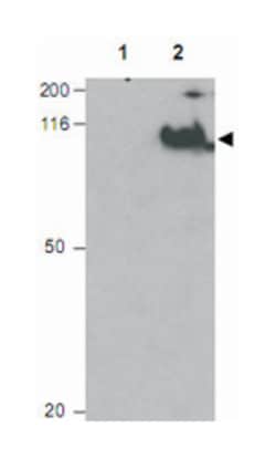 CDC27 (phospho T244), Rabbit, Polyclonal Antibody, Abnova 100&mu;g; Unlabeled:Antibodies,