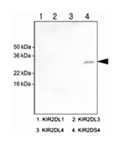 KIR2DS4, Mouse, Clone: 5F2, Abnova 100&mu;L; Unlabeled:Antibodies, Monoclonal