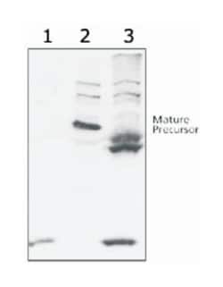 ABCG8 Rabbit anti-Human, Polyclonal Antibody, Abnova 100&mu;L; Unlabeled:Antibodies,