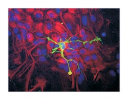 CORO1A Rabbit anti-Human, Mammals, Polyclonal Antibody, Abnova 100&mu;L;