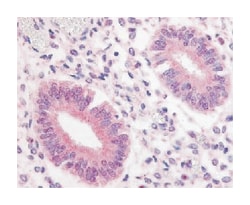 PDE3A Rabbit anti-Horse, Human, Monkey, Mouse, Rat, Polyclonal Antibody,