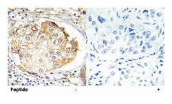 ERK1/2 (phospho T202/Y204), Rabbit anti-Human, Mouse, Rat, Polyclonal Antibody,