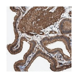 SCUBE2 Rabbit anti-Human, Polyclonal Antibody, Abnova 100 &mu;L | Buy Online | Abnova Corporation | Fisher Scientific