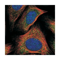 FAM185A Rabbit anti-Human, Polyclonal Antibody, Abnova 100 &mu;L | Buy Online | Abnova Corporation | Fisher Scientific