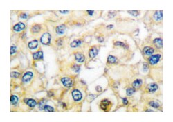 FGFR2 Rabbit anti-Human, Mouse, Polyclonal Antibody, Abnova 100 &mu;L | Buy Online | Abnova Corporation | Fisher Scientific