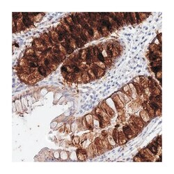 MRPS24 Rabbit anti-Human, Polyclonal Antibody, Abnova 100&mu;L; Unlabeled:Antibodies,