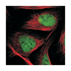 C3orf63 Rabbit anti-Human, Polyclonal Antibody, Abnova 100 &mu;L | Buy Online | Abnova Corporation | Fisher Scientific