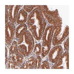 MVP Rabbit anti-Human, Polyclonal Antibody, Abnova 100&mu;L; Unlabeled:Antibodies,