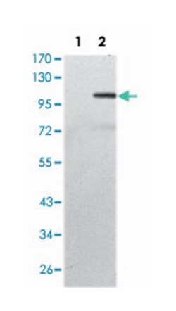 MAP3K7IP2, Mouse, Clone: 3B5, Abnova 100&mu;L; Unlabeled:Antibodies, Monoclonal