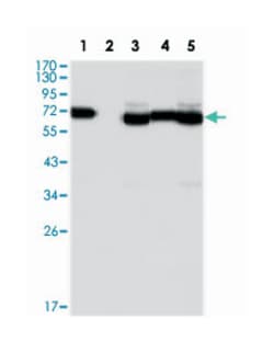 TCF3, Mouse, Clone: 6B8, Abnova 100&mu;L; Unlabeled:Antibodies, Monoclonal