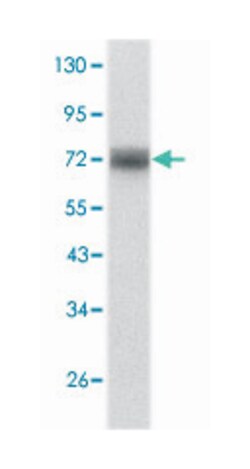 ZBTB16, Mouse, Clone: 5B3, Abnova 100&mu;L; Unlabeled:Antibodies, Monoclonal