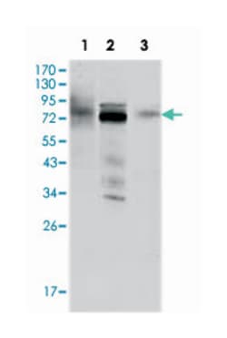 MDM4, Mouse, Clone: 2D10F4, Abnova 100&mu;L; Unlabeled:Antibodies, Monoclonal
