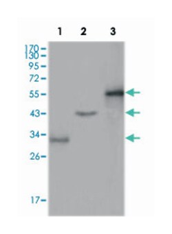 PEG10, Mouse, Clone: 1B1C4, Abnova 100&mu;L; Unlabeled:Antibodies, Monoclonal
