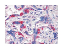 PEG10, Mouse, Clone: 1B1C4, Abnova 100&mu;L; Unlabeled:Antibodies, Monoclonal