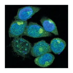 PEG10, Mouse, Clone: 1B1C4, Abnova 100&mu;L; Unlabeled:Antibodies, Monoclonal
