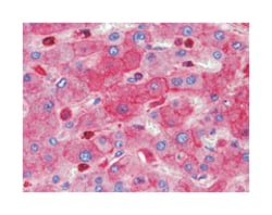 RTN3, Mouse, Clone: 10A8, Abnova 100&mu;L; Unlabeled:Antibodies, Monoclonal