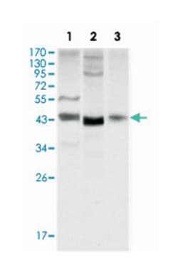 WNT1, Mouse, Clone: 10C8, Abnova 100&mu;L; Unlabeled:Antibodies, Monoclonal