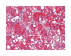 WNT1, Mouse, Clone: 10C8, Abnova 100&mu;L; Unlabeled:Antibodies, Monoclonal