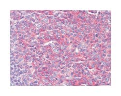 KARS, Mouse, Clone: 8G12C1, Abnova 100&mu;L; Unlabeled:Antibodies, Monoclonal