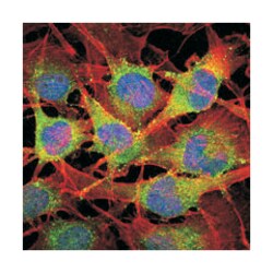 SMAD2, Mouse, Clone: 5G7, Abnova 100&mu;L; Unlabeled:Antibodies, Monoclonal