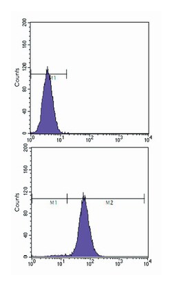 PTEN, Mouse, Clone: 1B8, Abnova 100&mu;L; Unlabeled:Antibodies, Monoclonal