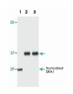 SRA1, Mouse, Clone: 1D4H8, Abnova 100&mu;L; Unlabeled:Antibodies, Monoclonal