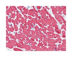 MYL3, Mouse, Clone: 3F8, Abnova 100&mu;L; Unlabeled:Antibodies, Monoclonal
